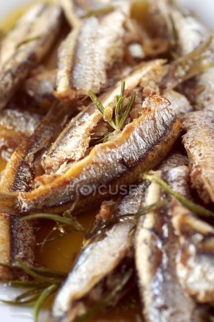 Stuffed anchovies with rosemary — Stock Photo