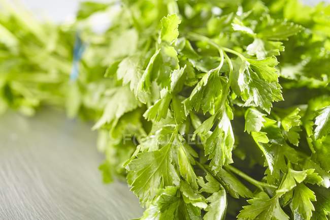 Bunch of fresh flat-leaf parsley — Stock Photo