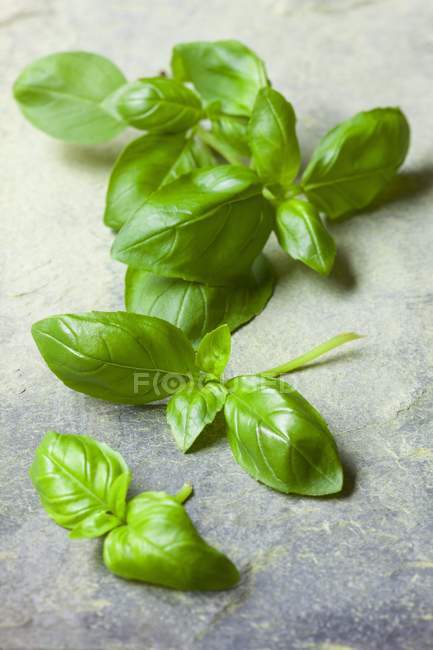 Fresh green basil leaves — Stock Photo