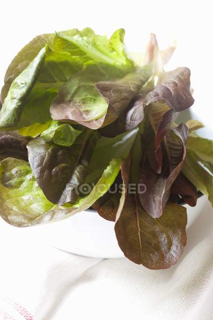 Салат из листьев красного дуба — стоковое фото
