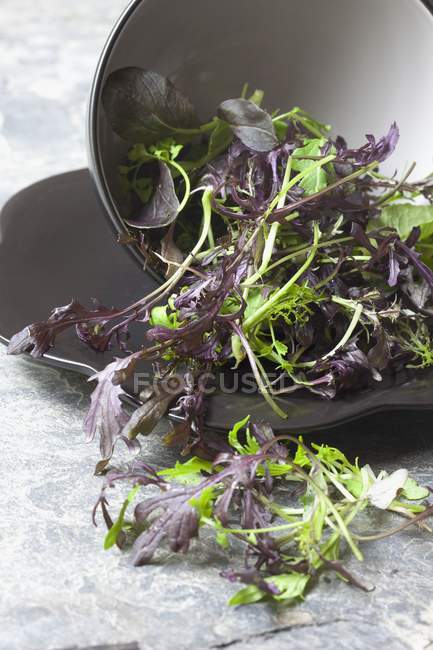 Свіжі Азіатський змішаних салату — стокове фото