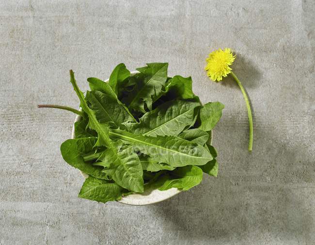 A bowl of fresh dandelion leaves on grey stone surface — Stock Photo
