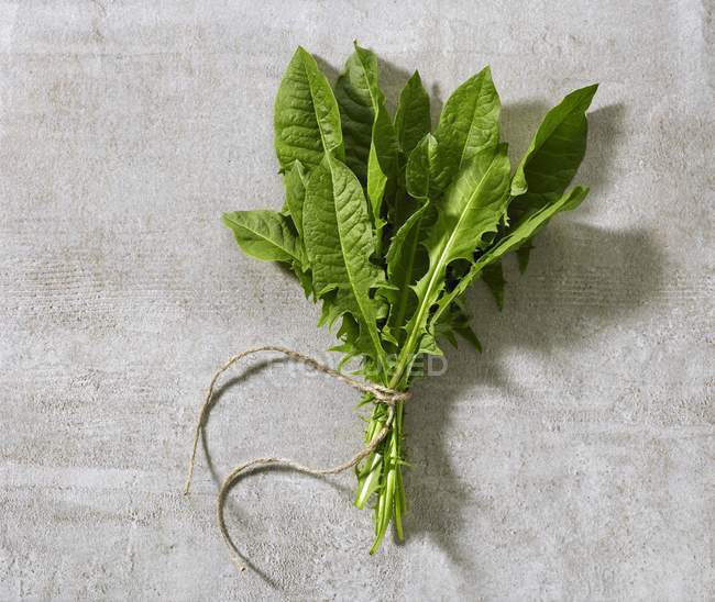 Свежие листья одуванчика — стоковое фото