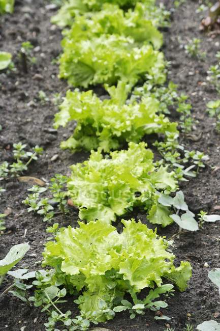 Timo-Salatpflanzen — Stockfoto