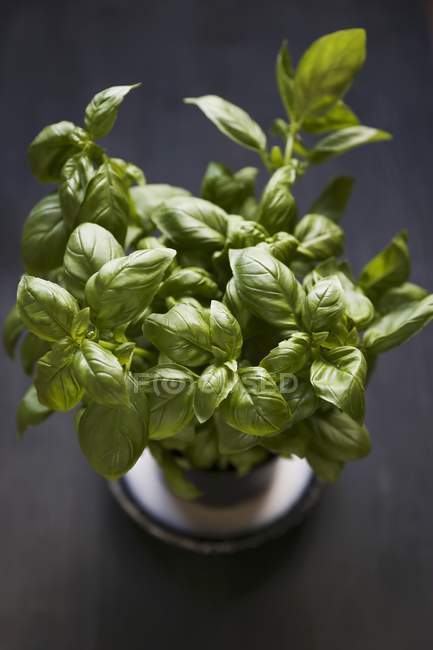 Basil growing in flowerpot — Stock Photo