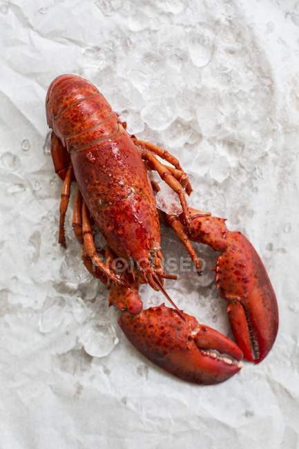 Vista de perto de uma lagosta vermelha cozida em gelo na superfície branca — Fotografia de Stock