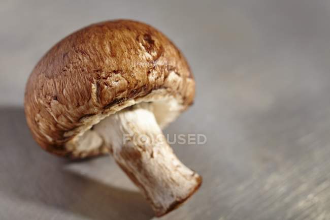 Closeup view of one brown mushroom — Stock Photo