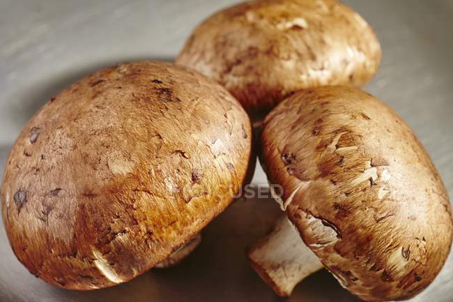 Frische braune Pilze — Stockfoto