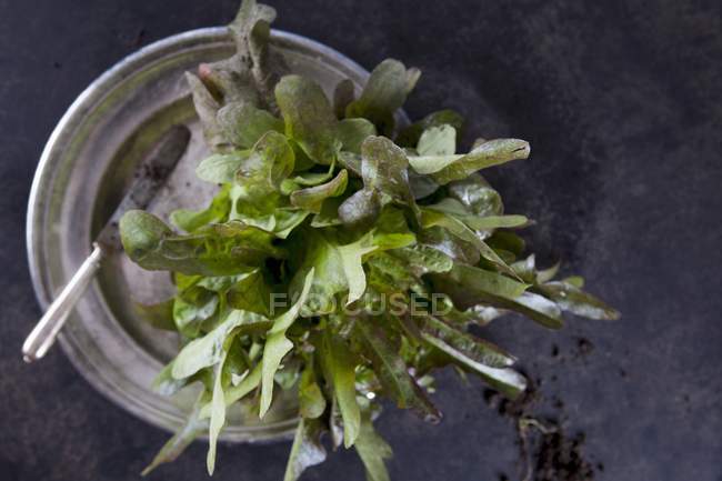 Маленька голова салату — стокове фото
