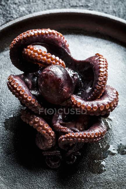 Fresh raw Octopus — Stock Photo
