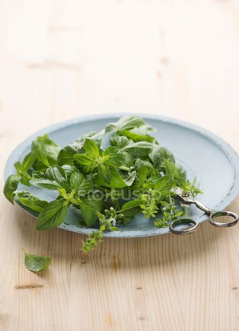 Bundle of fresh green basil — Stock Photo