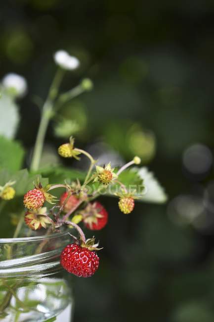 Sprig of wild strawberries — Stock Photo
