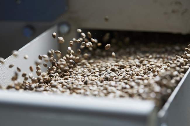 Hemp seeds in cleaning machine — Stock Photo