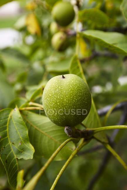 Vista de close-up de uma noz verde em uma árvore — Fotografia de Stock