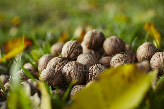 Fresh walnuts in grass — Stock Photo