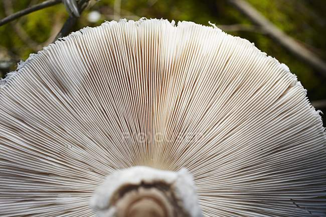 Primo piano vista dal basso di un fungo ombrellone Macrolepiota Procera — Foto stock