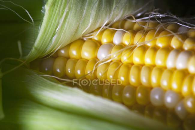 Oreilles fraîches de maïs — Photo de stock