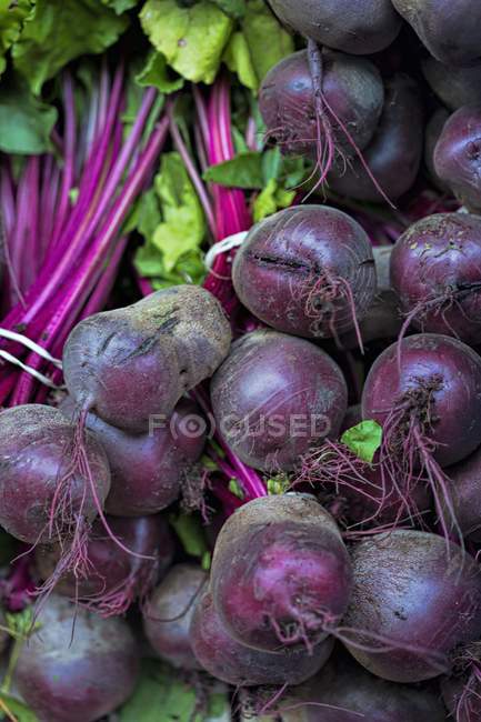 Fresh picked Beets in Bunches — Stock Photo
