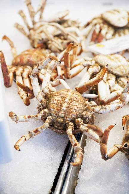 Closeup view of crabs heap on ice — Stock Photo