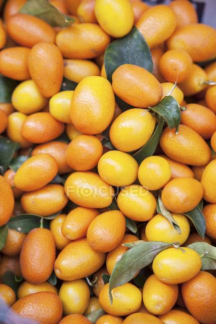 Frische Kumquats mit Blättern — Stockfoto