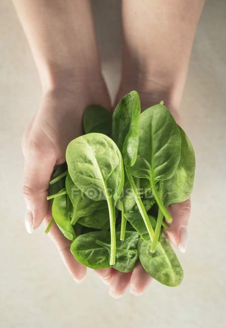 Weibliche Hände, die Spinat halten — Stockfoto