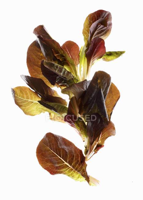 Красный кукурузный салат — стоковое фото