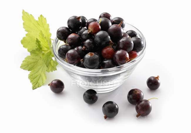 Bowl of blackcurrants with leaves — Stock Photo