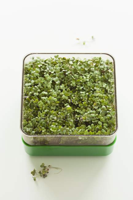Mustard sprouts in tray — Stock Photo