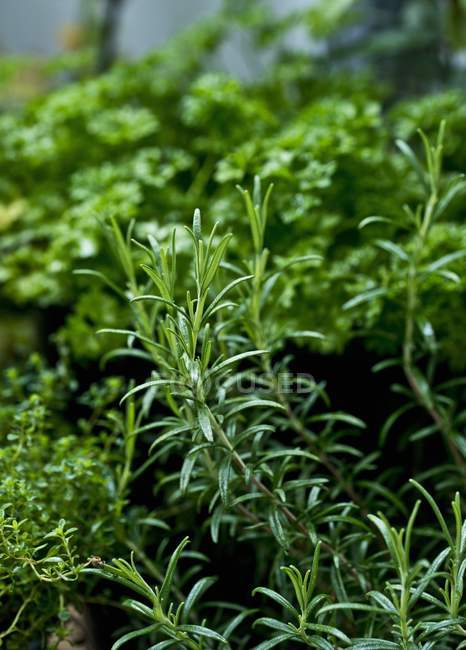 Rosemary growing in garden — Stock Photo