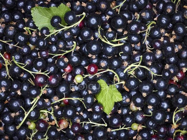 Fresh ripe Blackcurrants — Stock Photo