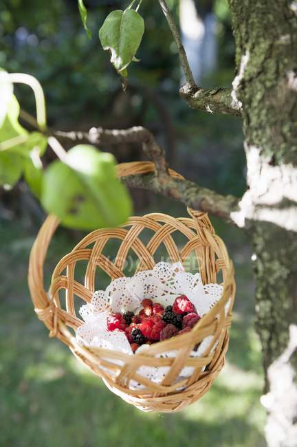 Vista close-up de frutas silvestres frescas em uma cesta pendurada na árvore — Fotografia de Stock
