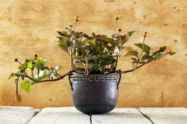 Paracress in a pot with wooden background — Stock Photo