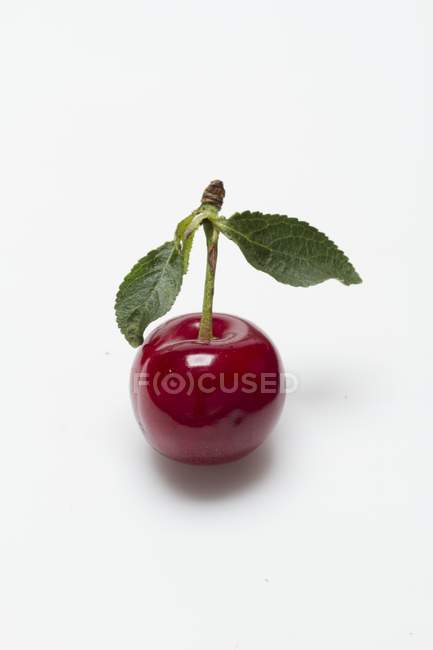 Sour cherry with stem and leaves — Stock Photo