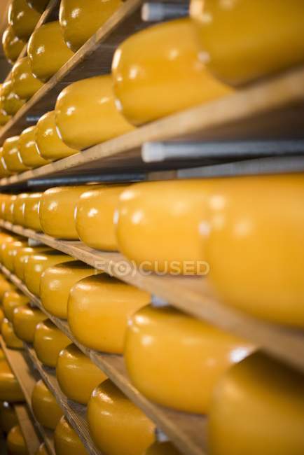Loafs de queijo embalado — Fotografia de Stock