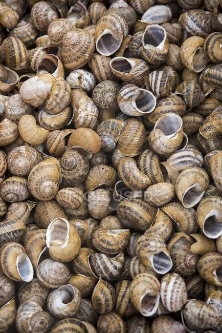 Top view of empty snail shells heap — Stock Photo