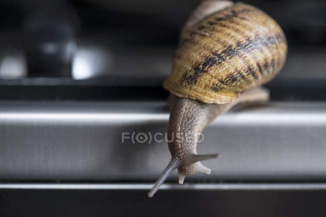 Vista de primer plano de un caracol comestible en movimiento sobre una superficie metálica - foto de stock