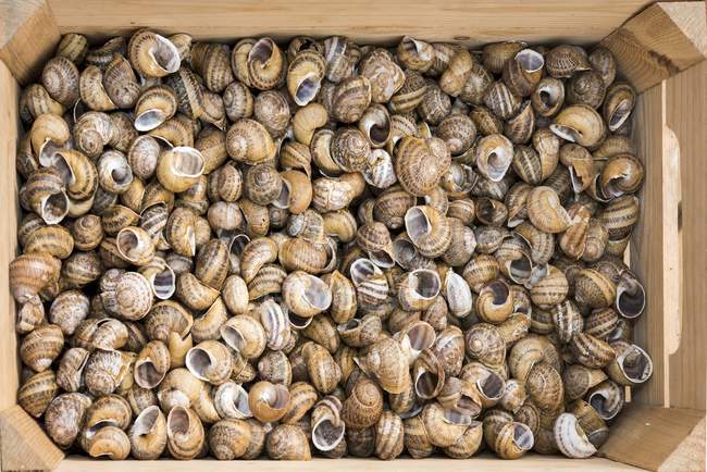 Vista superior de um monte de conchas de caracol vazias em uma caixa de madeira — Fotografia de Stock