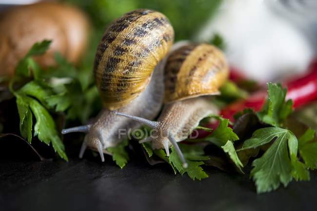 Vue rapprochée de deux escargots se déplaçant sur le persil — Photo de stock