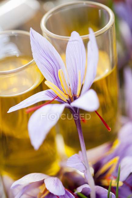 Closeup view of saffron flower with dissolved saffron in glasses on background — Stock Photo