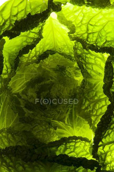 Couve-lombarda fresca — Fotografia de Stock