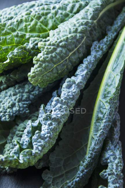 Lacinato feuilles de chou frisé — Photo de stock