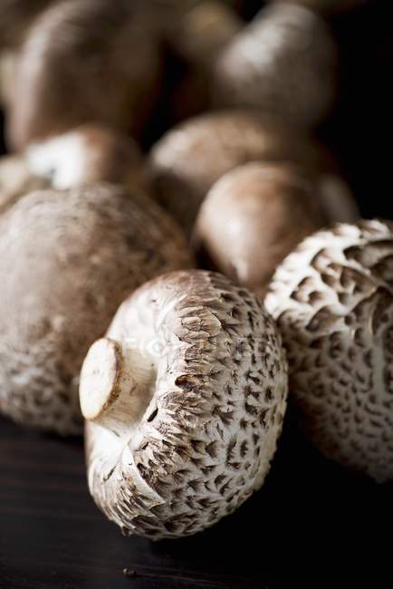 Fresh ripe Mushrooms — Stock Photo