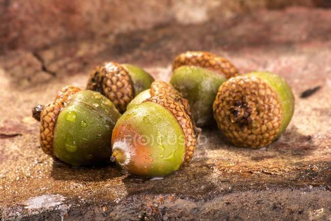 Five acorns on floor — Stock Photo
