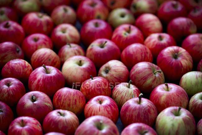 Surtido de manzanas rojas - foto de stock