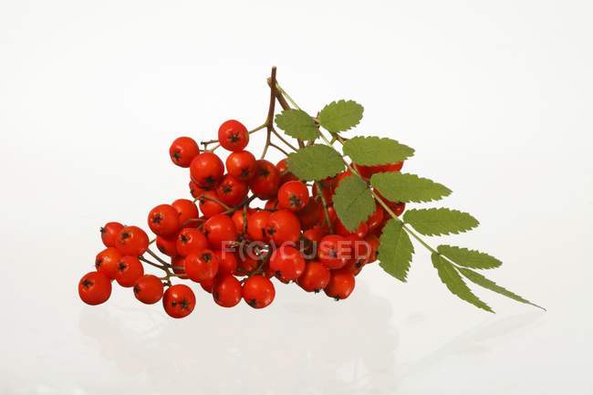 Rowan berries with leaves — Stock Photo