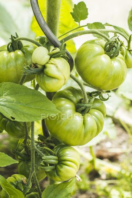 Tomates vertes sur la plante — Photo de stock