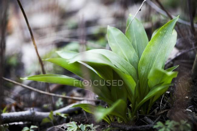 Вид крупным планом дикого чесночного растения — стоковое фото