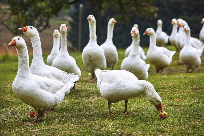 Daytime view of free-range geese walking on grass — Stock Photo