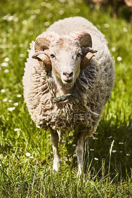 Visão frontal diurna de uma ovelha em pé no prado — Fotografia de Stock