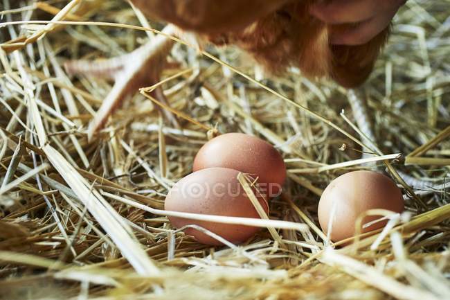 Huevos orgánicos recién puestos - foto de stock